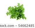 Green oak lettuce on white background 54662485