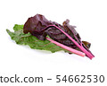 Rhubarb stalks on a white background. 54662530