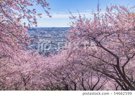 Kawazu Sakura and the townscape from Mt. Matsuda Kanagawa Prefecture 54662599