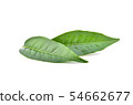 green tea leaf isolated on white background 54662677