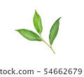 green tea leaf isolated on white background 54662679