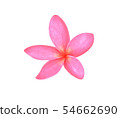 frangipani flowers isolated on white background 54662690