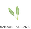 Sage leaves isolated on white background 54662692