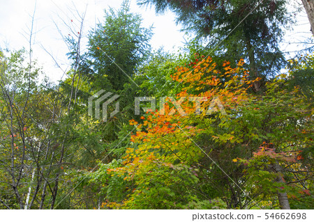 Shinhotaka ropeway Fall leaves of Nabehira plateau 54662698