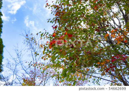 Shinhotaka ropeway Fall leaves of Nabehira plateau 54662699