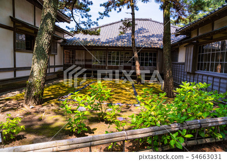 （靜岡縣）沼津皇家別墅紀念公園繡球花盛開，西附樓 54663031