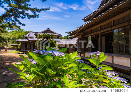 (靜岡縣)沼津皇家別墅紀念公園繡球花盛開,西附樓 (靜岡縣)沼津皇家別墅紀念公園繡球花盛開,西附樓 54663034