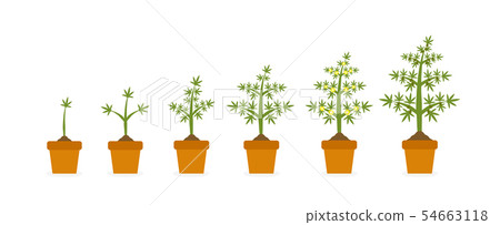 Cannabis plant growth stages in ceramic pot. Hemp with green leaf. Planting of medical marijuana 54663118