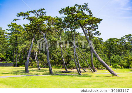 （靜岡縣）沼津溫泉紀念公園松林 54663127