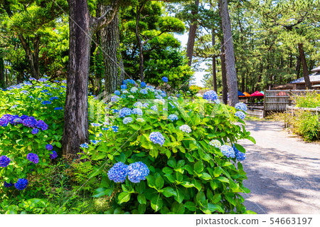 （靜岡縣）沼津溫泉紀念公園走道 54663197