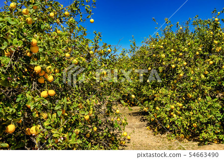 Lemon trees in Elche near Alicante in Spain 54663490