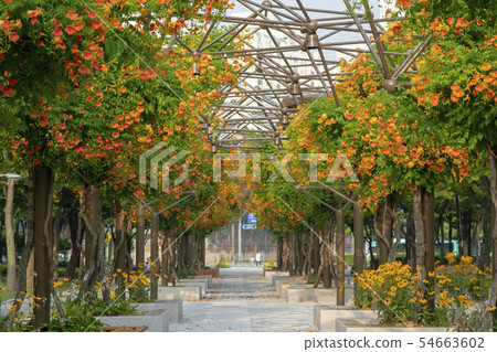 京畿道富川市Jaksohwa 京畿道富川市Jaksohwa 54663602