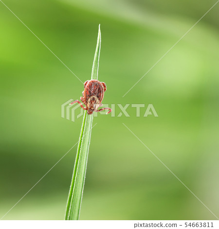 Dermacentor variabilis adult female tick Dermacentor variabilis adult female tick 54663811