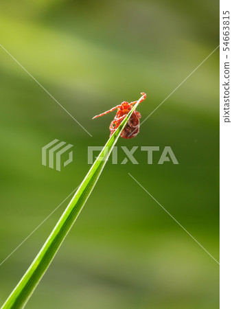 Mite on grass blade Mite on grass blade 54663815
