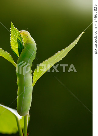 Green caterpillar full length 54663829