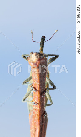 Weevil hidden on twig top 54663833