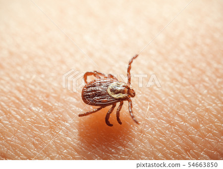 Tick adult female on victim Tick adult female on victim 54663850