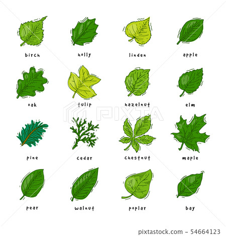 Leaf green leaves of trees leafed oak and leafy maple or leafing foliage illustration of leafage in 54664123