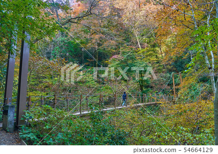 東京八王子市秋天高尾山4號路的吊橋(Miyama橋) 東京八王子市秋天高尾山4號路的吊橋(Miyama橋) 54664129
