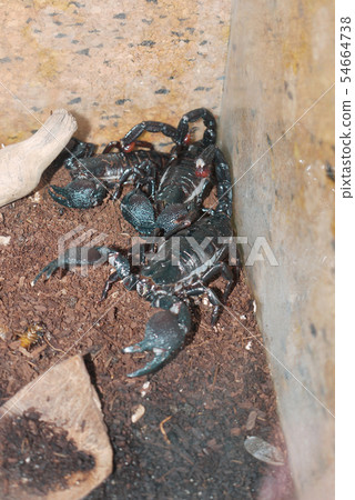 Deadly scorpions who have turned their claws and l Deadly scorpions who have turned their claws and l 54664738