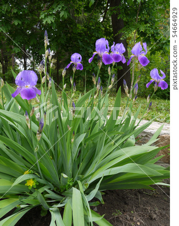 high irises richly violet color growing on a flowe 54664929