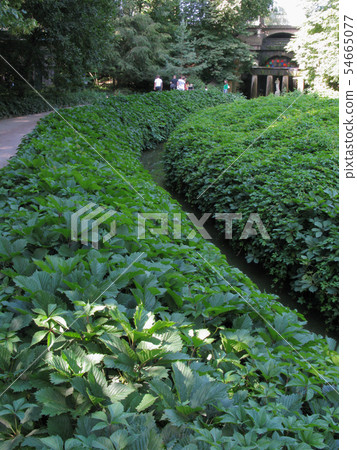 Figured, green bushes on the flowerbed. They are p 54665077