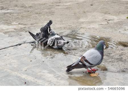 Bathing in a pigeon Bathing in a pigeon 54665096
