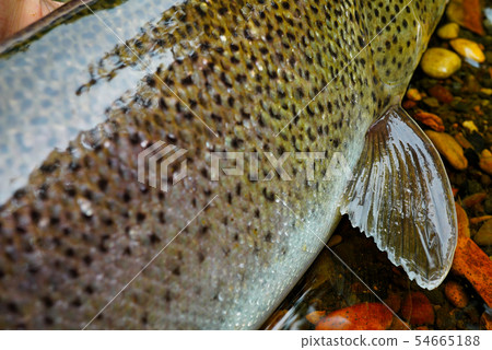 伊藤 伊藤 54665188