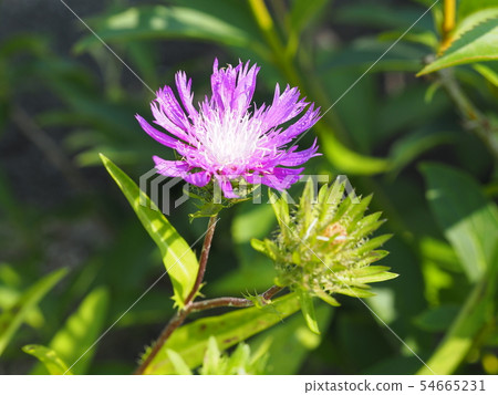 Stokesia之花 54665231