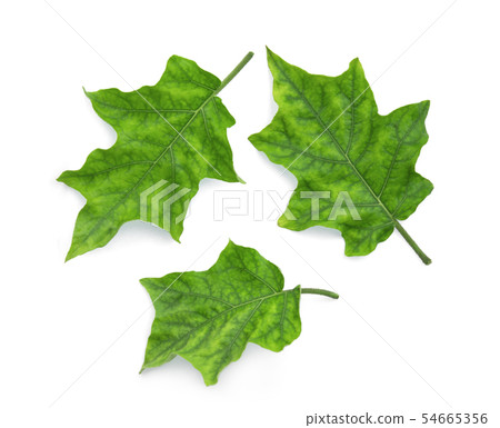 eggplant leaf isolated on white background, top eggplant leaf isolated on white background, top 54665356