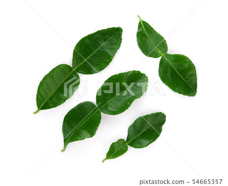 bergamot leaf isolated on white background, top bergamot leaf isolated on white background, top 54665357