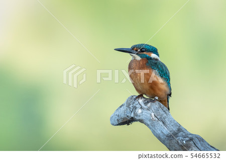Common kingfisher (Alcedo atthis) 54665532