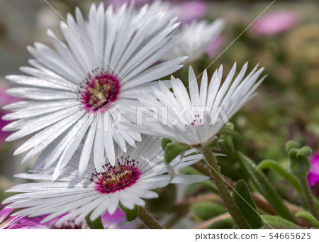 Meadowsweet 54665625