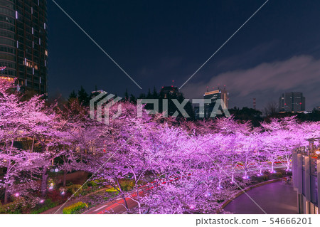 Tokyo midtown cherry blossom tree light up Tokyo midtown cherry blossom tree light up 54666201