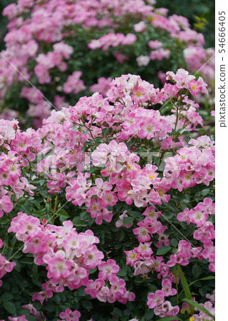 Rose(Kumbaya)Sakaki Chikumagawa Rose Park Rose(Kumbaya)Sakaki Chikumagawa Rose Park 54666405