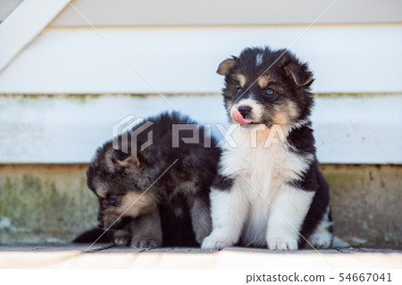 Photo of two puppies sitting by white wall on street in afternoon Photo of two puppies sitting by white wall on street in afternoon 54667041