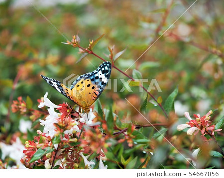吮花蜜的蝴蝶阿比亞 54667056