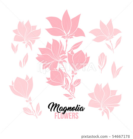Magnolia flowers hand drawn illustrations set Magnolia flowers hand drawn illustrations set 54667178