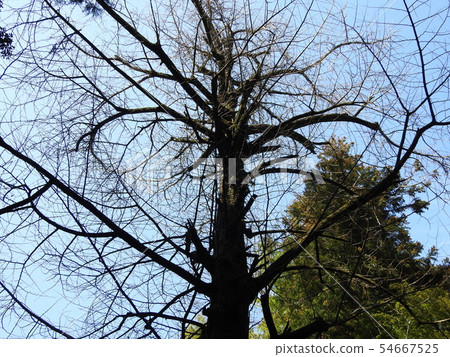 Isonokami Shrine 54667525