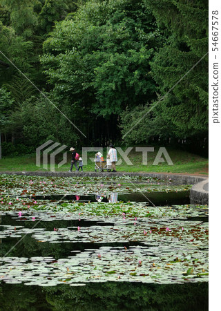 Iwate University Botanical Garden Water lily pond A family who catches crayfish at the water lily pond experimental pond of former Morioka Norin where Kenji Miyazawa passed 54667578
