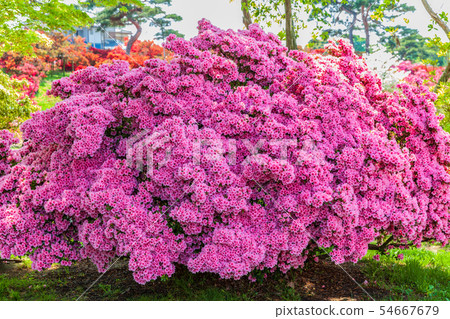 杜鵑花Tatebayashi市杜鵑花奧卡公園 54667679