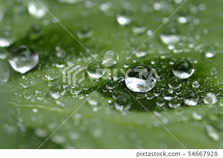 Water drops on the leaves Water drops on the leaves 54667928