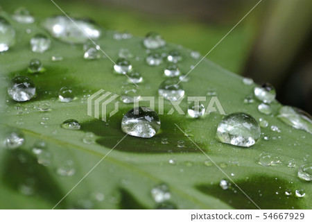 Water drops on the leaves 54667929