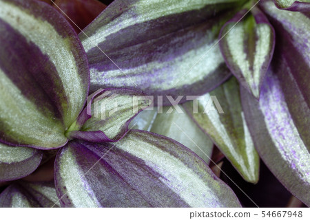 Zebrina 54667948