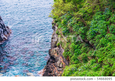 [Shizuoka Prefecture] Hydrangea blooming on Izu Jogasaki, Kadowaki Suspension Bridge and cliffs 54668095