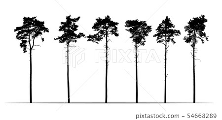 Set Realistic illustration of tall coniferous pine 54668289