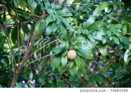 Sundolbon tree fruits Sundolbon tree fruits 54668599