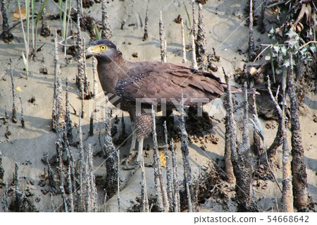 Sundulbon's cane eagle 54668642