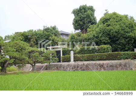 Nagaya King Gyoto 54668999