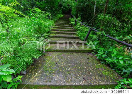 Waterfall in Tropical Rain forest Waterfall in Tropical Rain forest 54669444